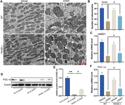 Receptor of Advanced Glycation End Products Deficiency Attenuates Cisplatin-Induced Acute Nephrotoxicity by Inhibiting Apoptosis, Inflammation and Restoring Fatty Acid Oxidation